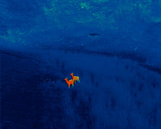 Tierbeobachtung mit Nachtsichtkamera Rehwild 80 Meter Tierbeobachtung mit Nachtsichtkamera Rehwild 80 Meter