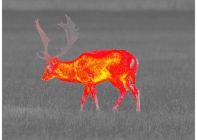 Aufnahme Pulsar Helion 2 XP50 PRO Hot-Red